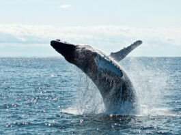 Día Mundial de las Ballenas y los Delfines: ONG piden reforzar la protección de los mamíferos marinos