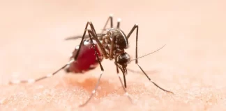 Alemania registra tercera muerte por brote de malaria en Fráncfort